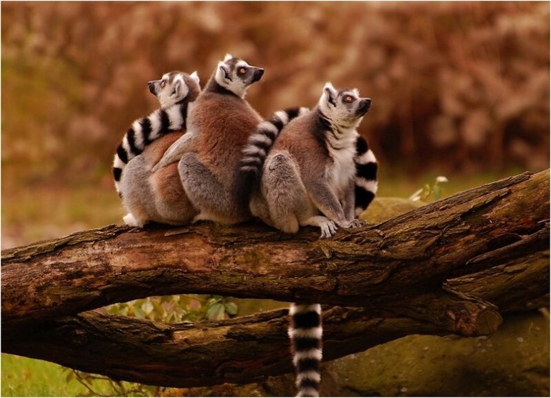 lemurs on a tree branch