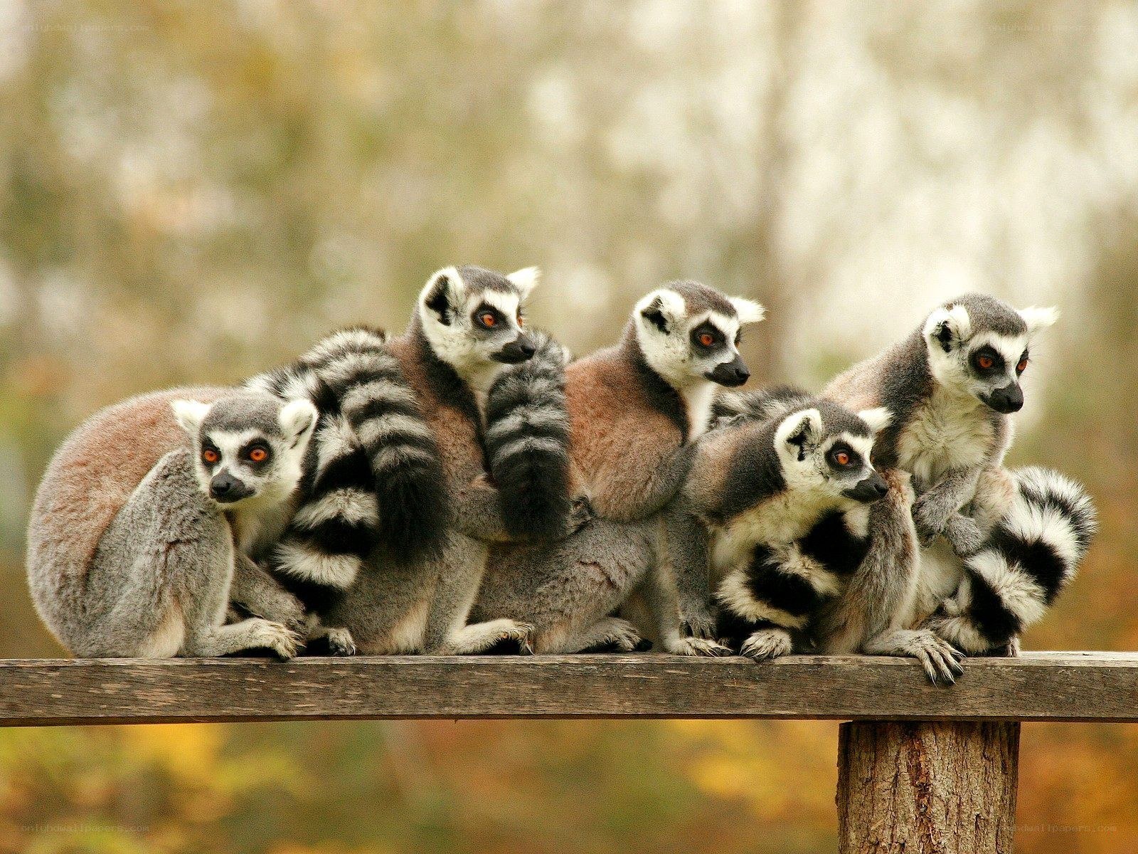 lemurs on a wooden beam