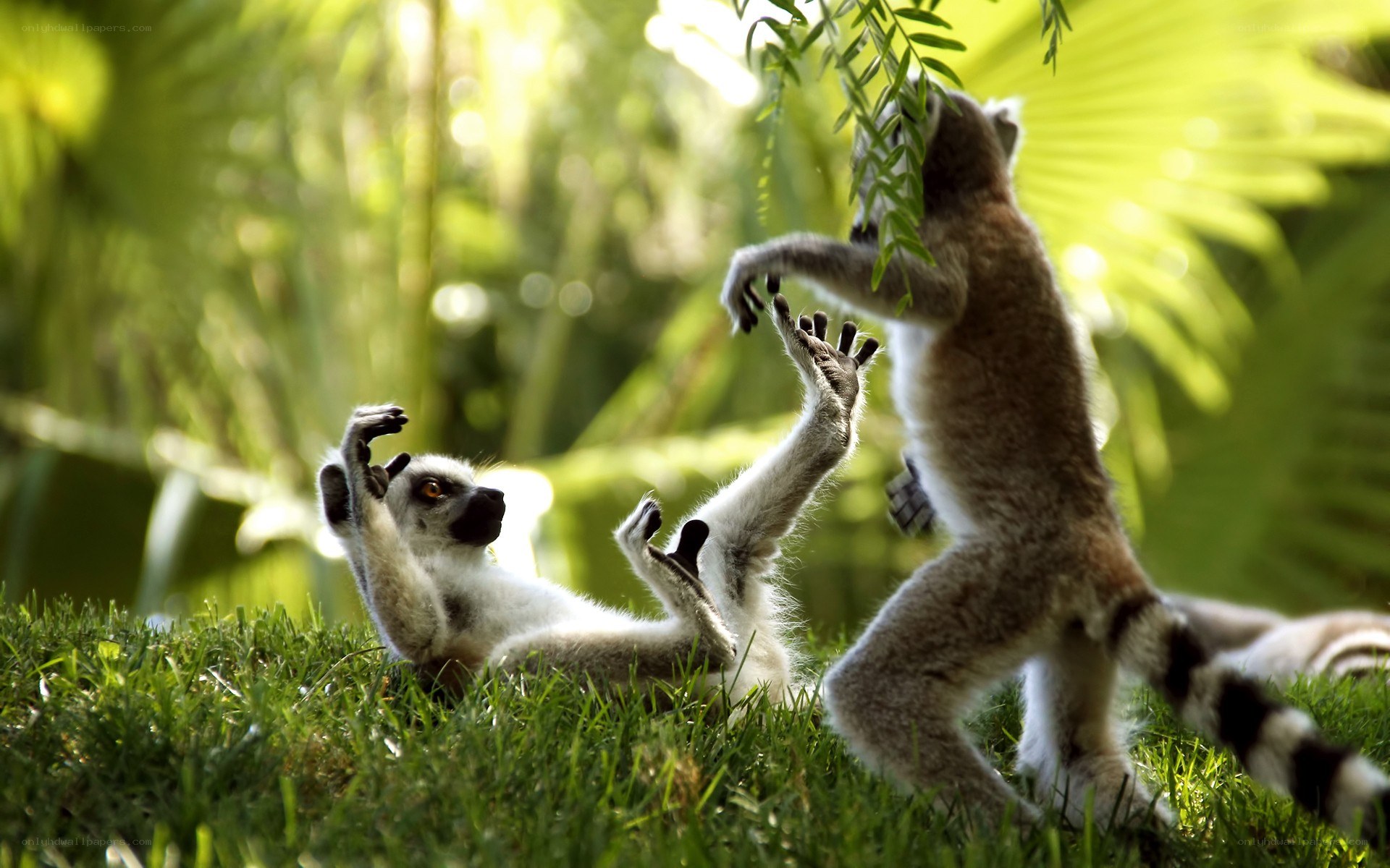 Lemurs playing in the grass