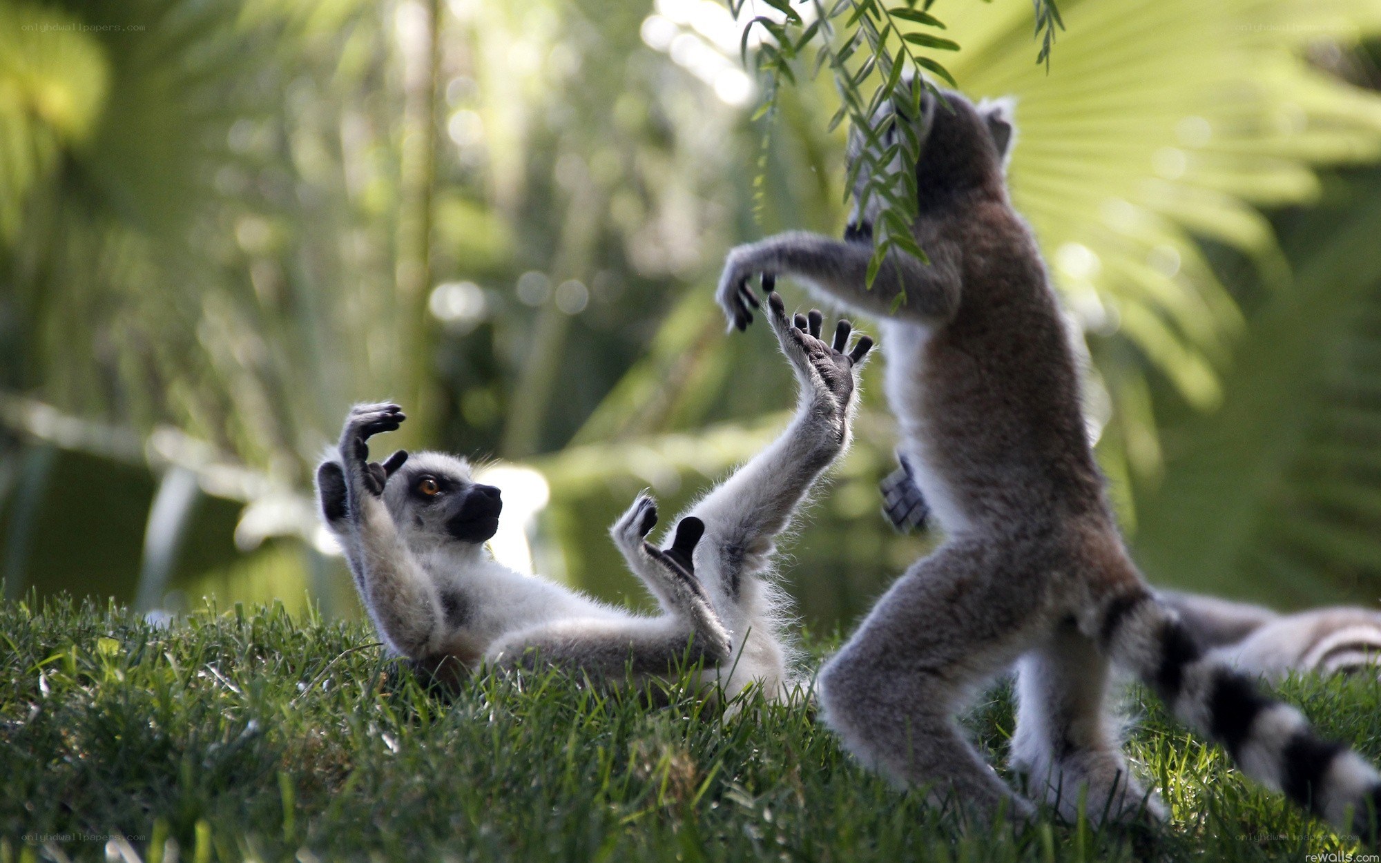 Lemurs playing in the grass