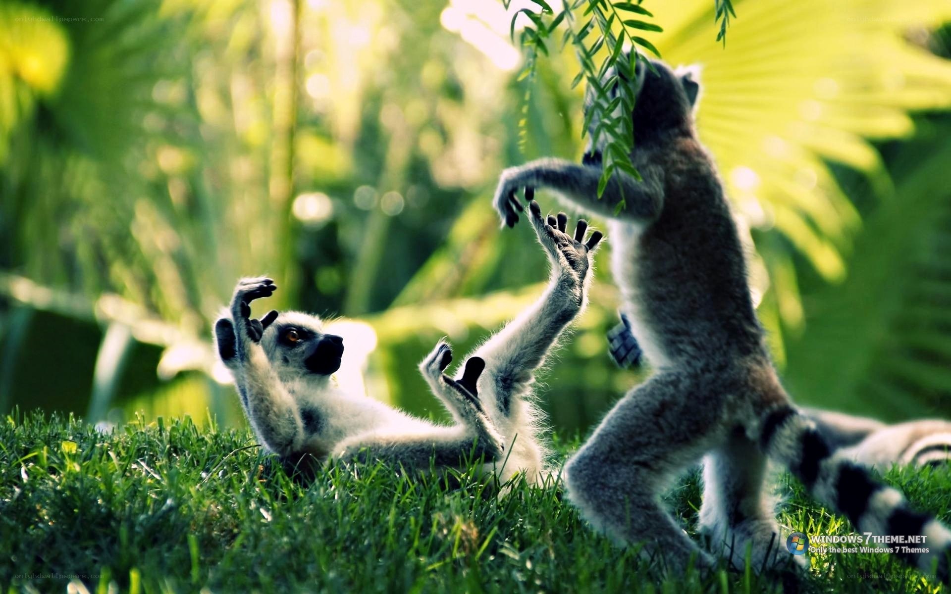 Lemurs playing in the grass