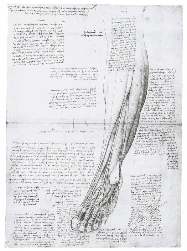 Leonardo da Vinci's anatomical sketches