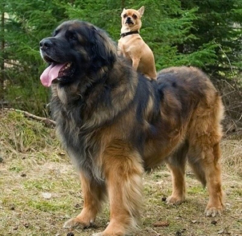 Leonberger and Chihuahua