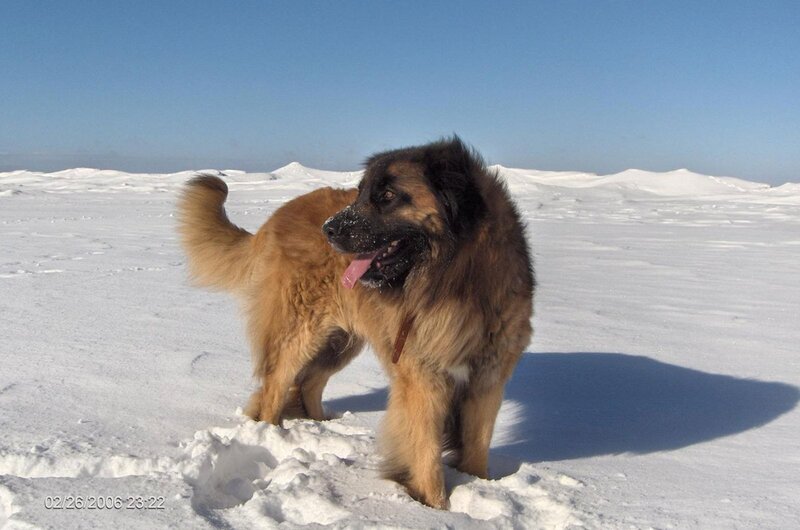 Leonberger Dog in Snow