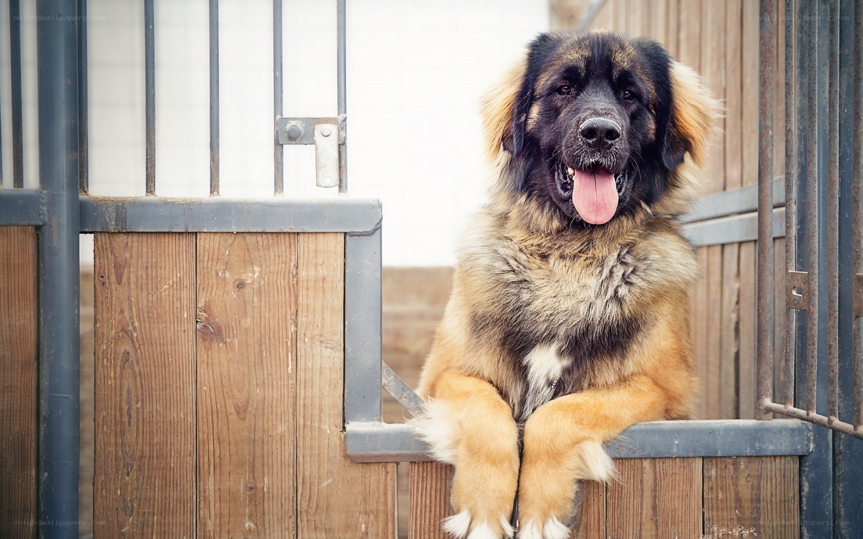 Leonberger dog in stable