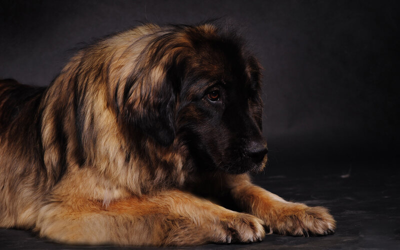 Leonberger Dog Lying Down