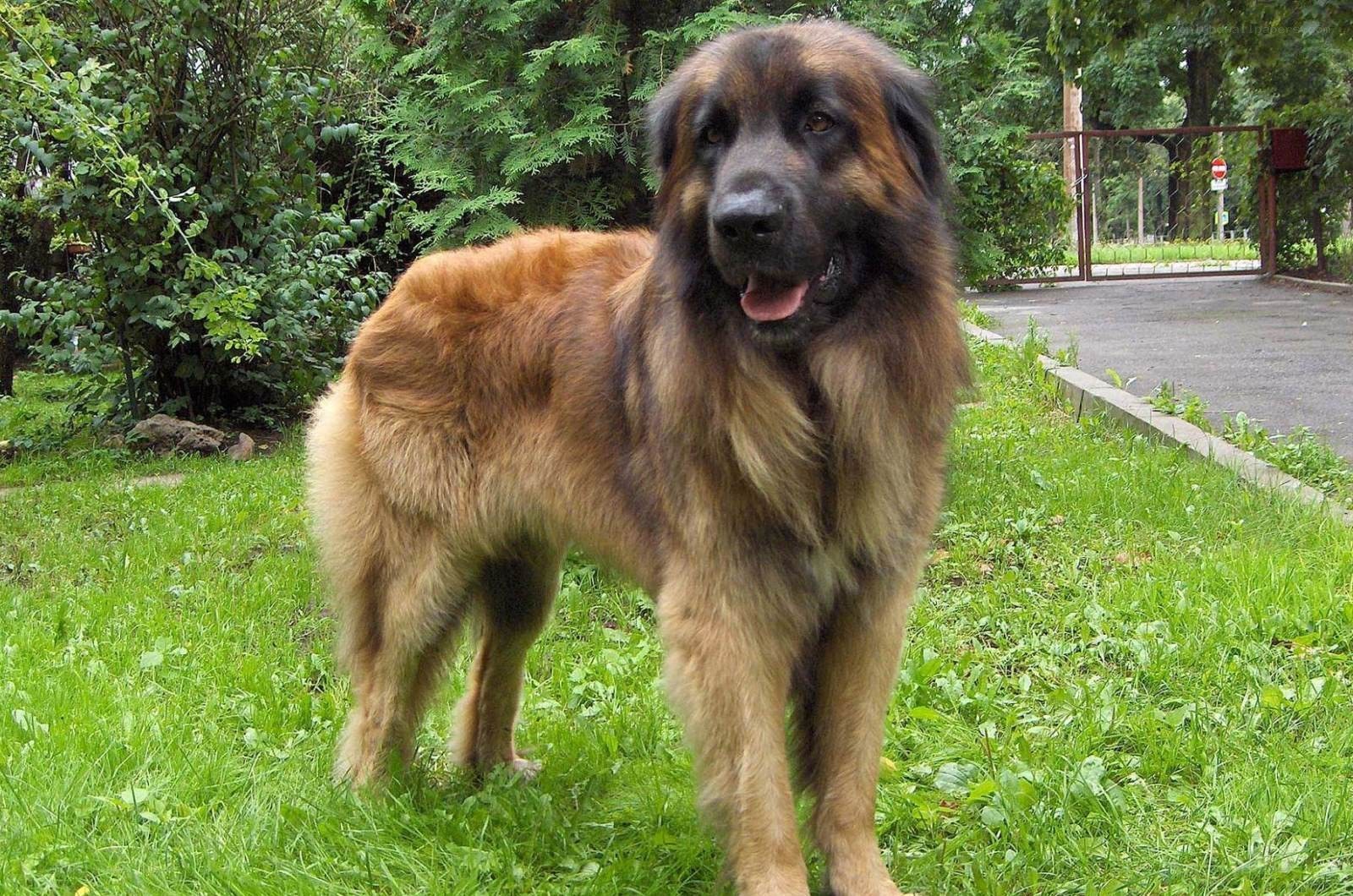 Leonberger dog on grass