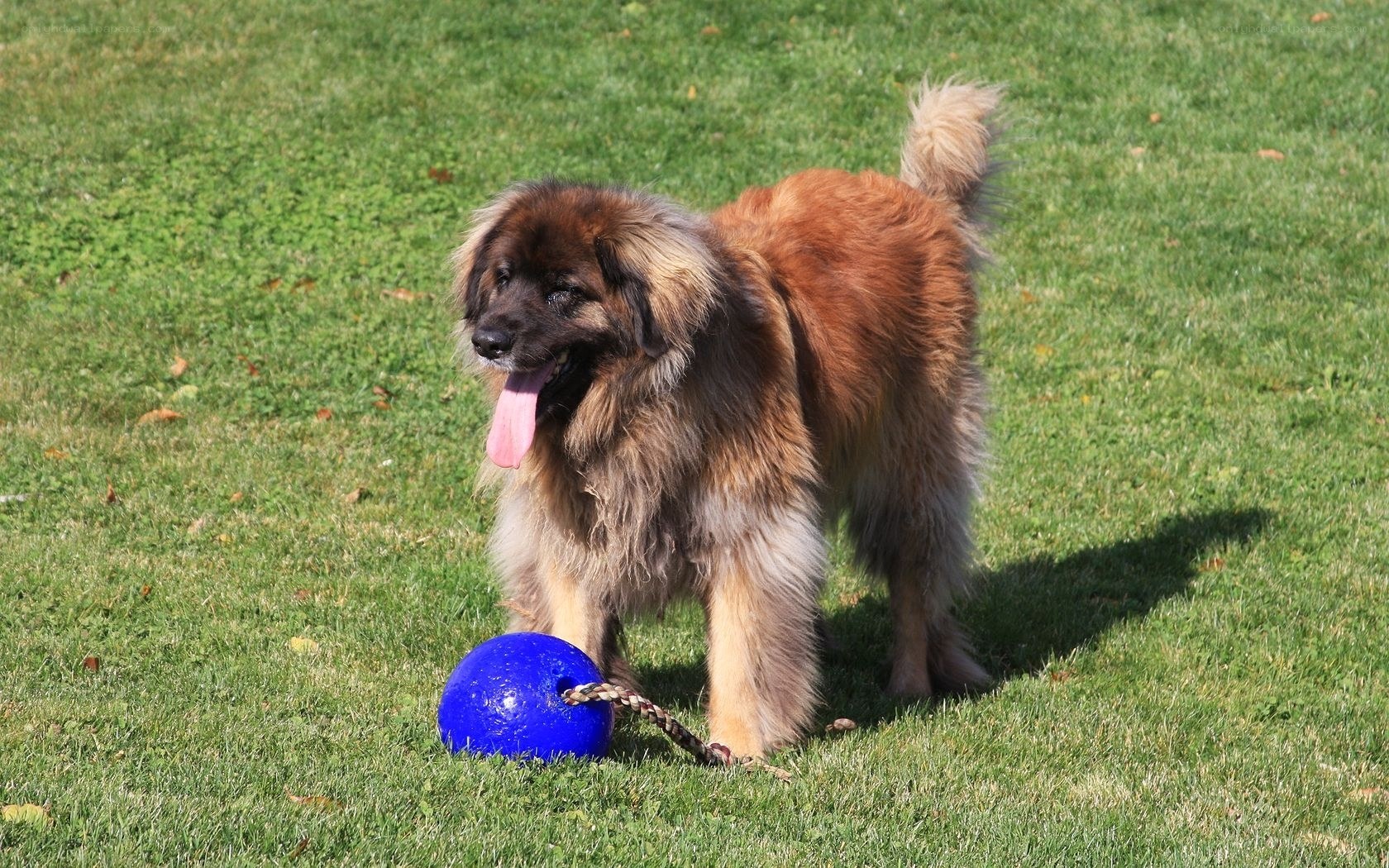 Leonberger dog with toy