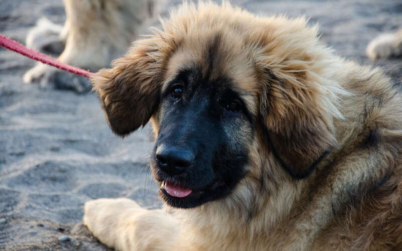 Leonberger Puppy