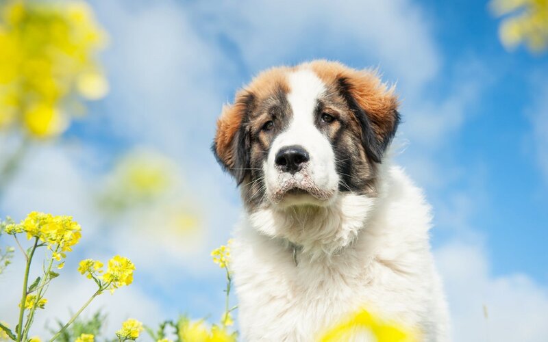 Leonberger Puppy — White