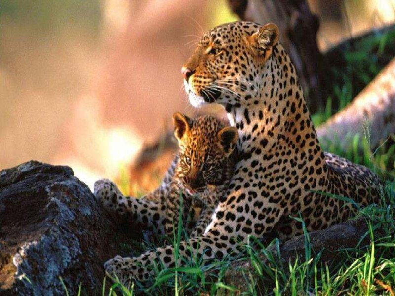 Leopard and Cub — Brown, Calm, Afternoon, Photograph