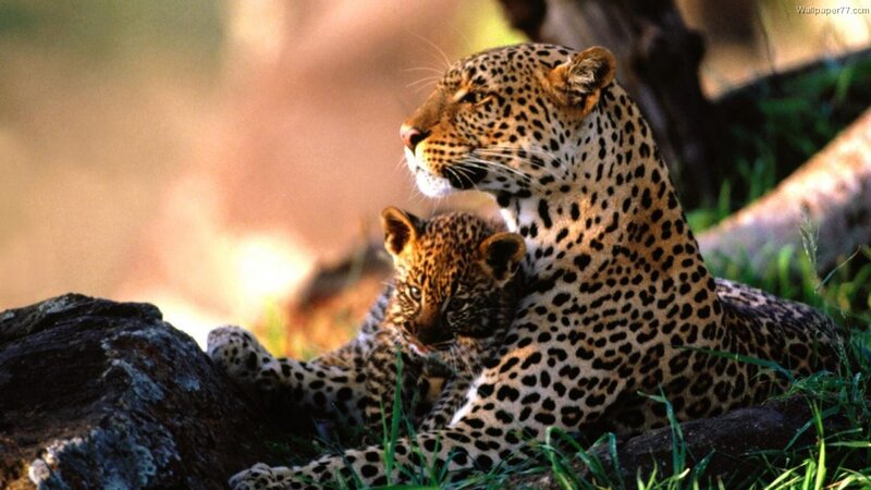 Leopard and Cub — Brown, Calm, Afternoon
