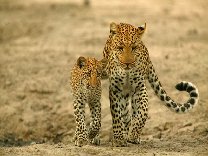 Leopard and Cub — Brown, Calm, Photograph, Dirt Ground