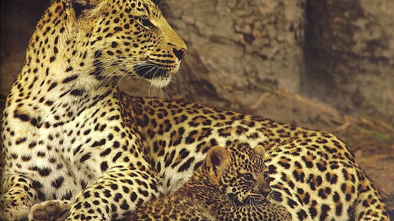 Leopard and Cub — Brown, Calm, Photograph
