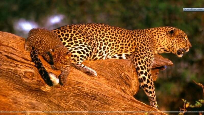 Leopard and Cub — Brown, Calm