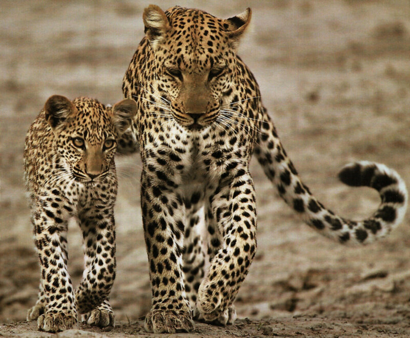 Leopard and Cub — Brown, Natural