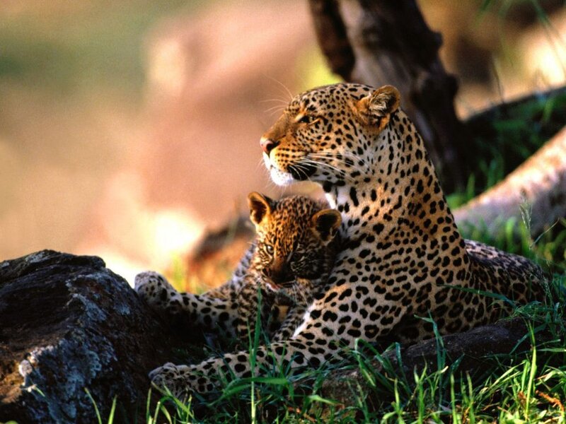 Leopard and Cub — Brown