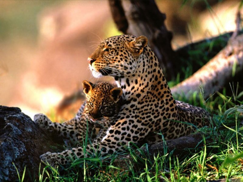 Leopard and Cub — Green, Calm, Afternoon, Photograph