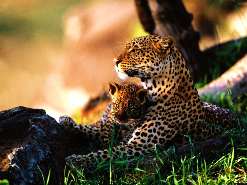 Leopard and Cub — Green, Calm, Afternoon