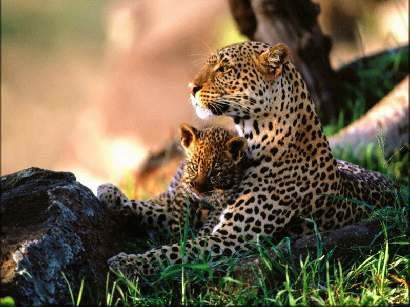 Leopard and Cub — Green