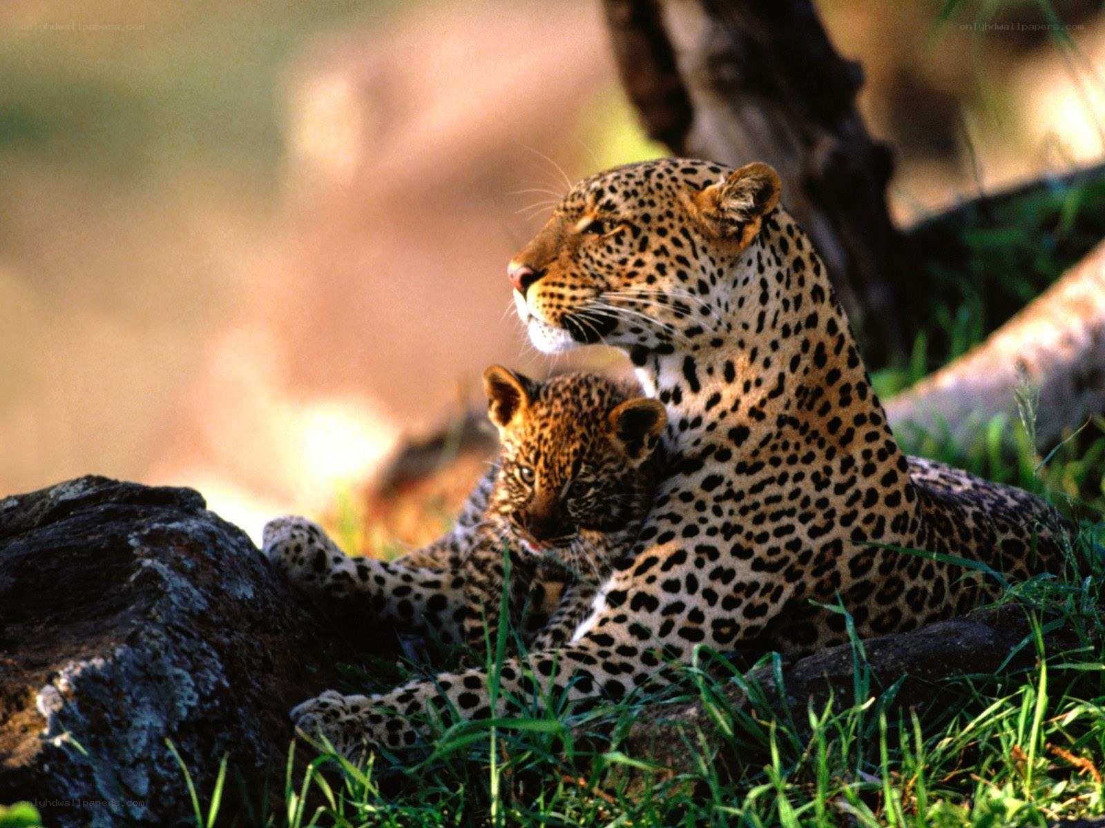 Leopard and cub in grass