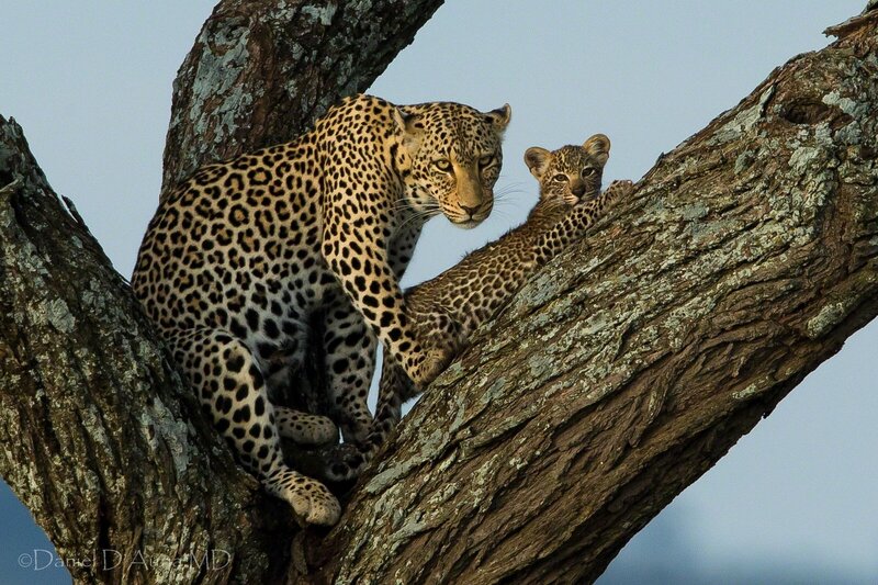 Leopard and cub in tree