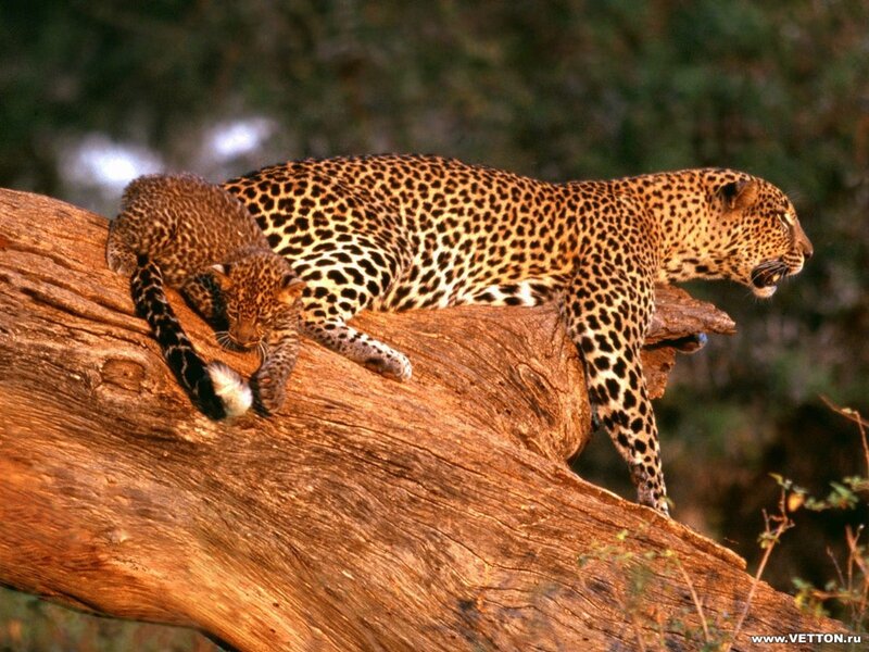 Leopard and cub on a tree branch