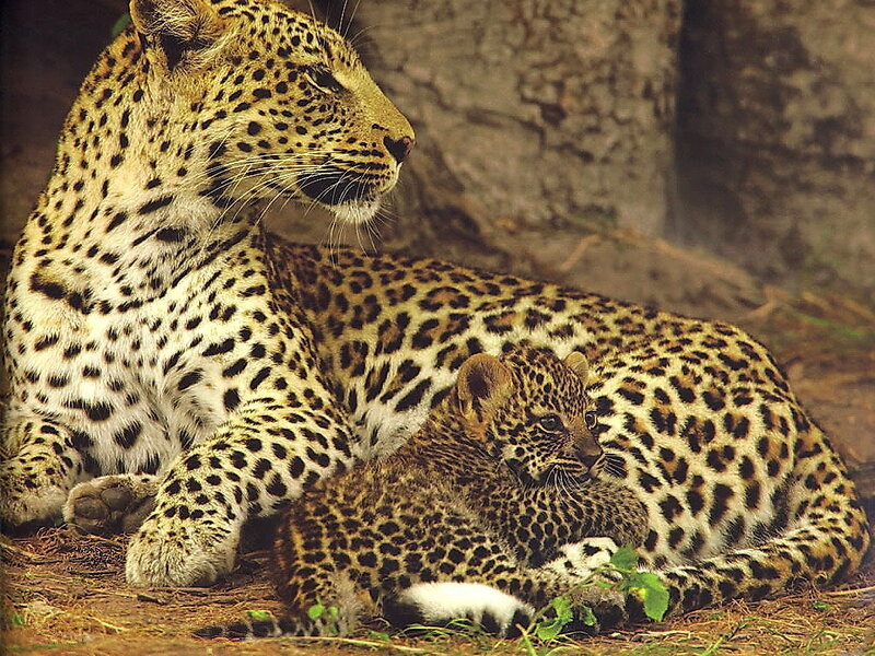Leopard and cub resting