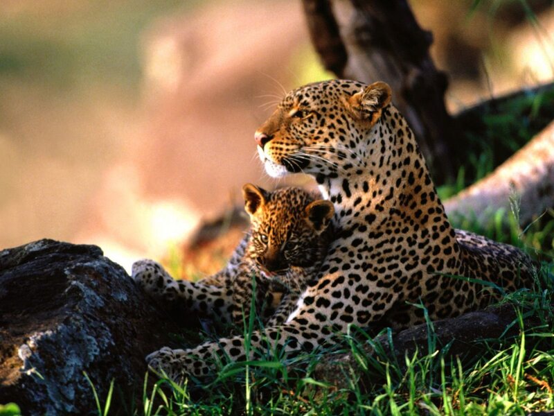 Leopard and cub resting