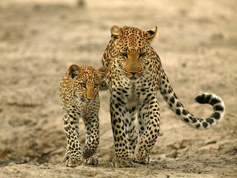 Leopard and Cub