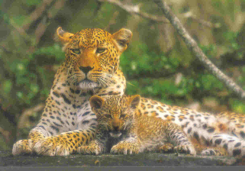 Leopard and Cub — Yellow