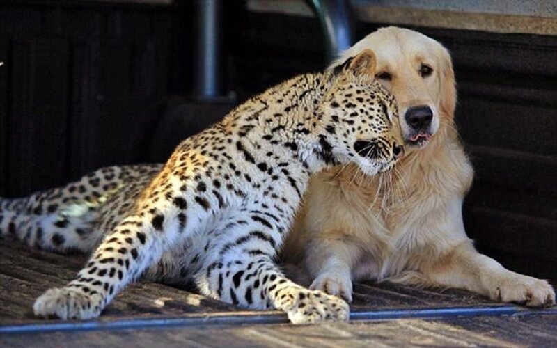 Leopard and Dog Cuddling — Brown