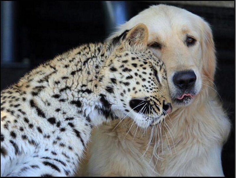 Leopard and Dog Cuddling