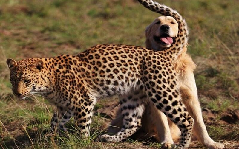 Leopard and Dog Hybrid