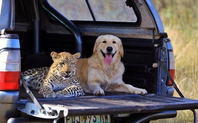 Leopard and Dog in Truck