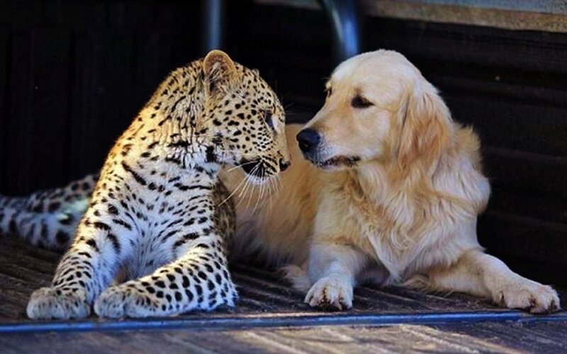 Leopard and Golden Retriever — Brown