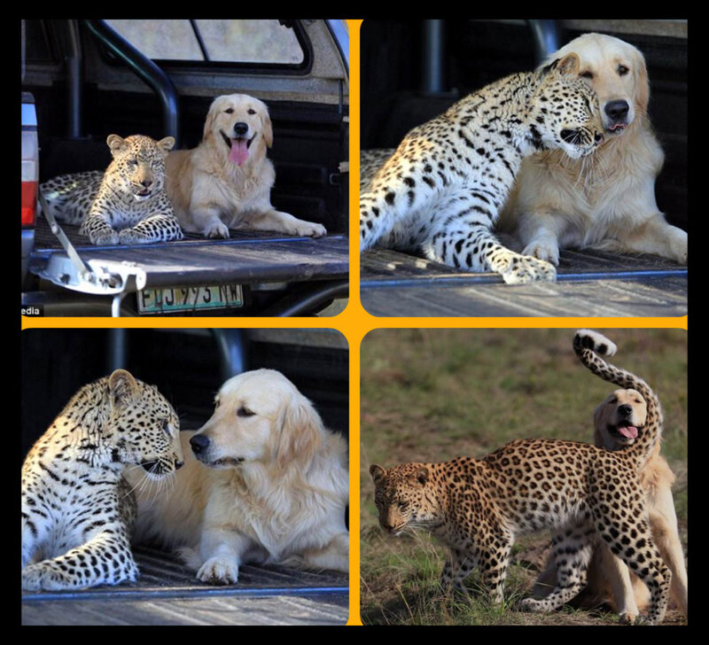 Leopard and Golden Retriever