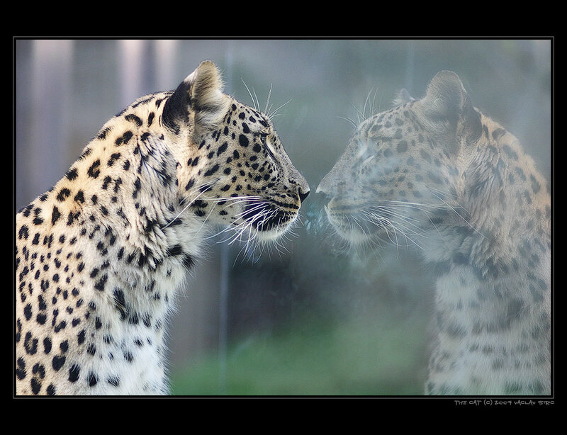 Leopard and its reflection