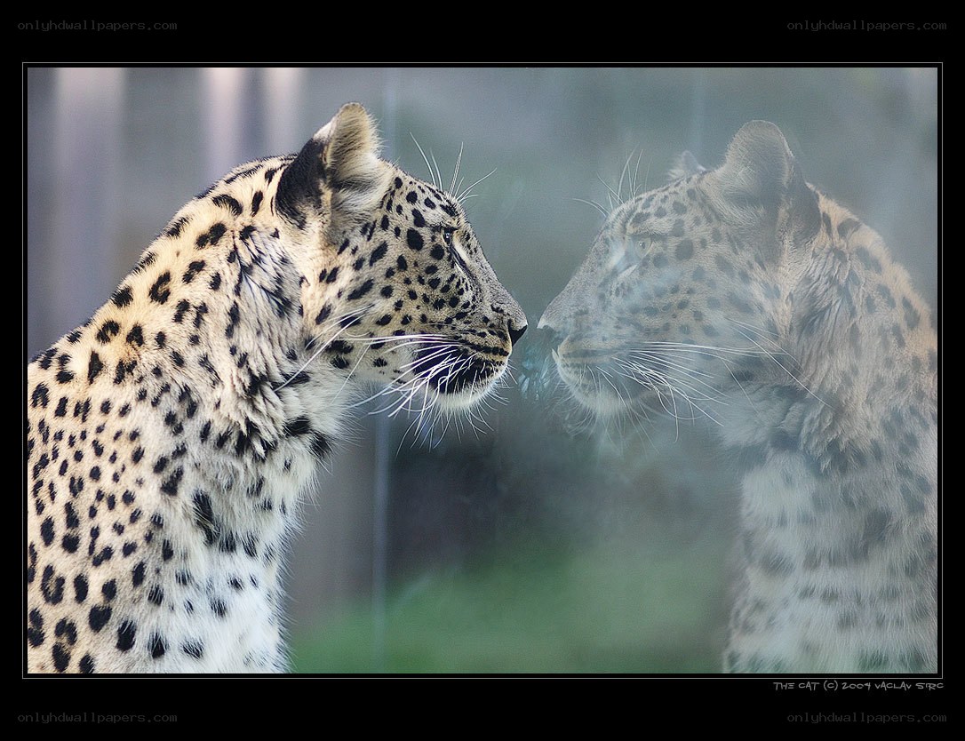 Leopard and its reflection