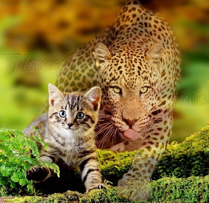 Leopard and Kitten