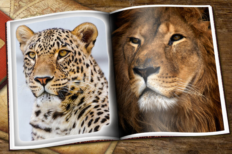 Leopard and Lion Faces