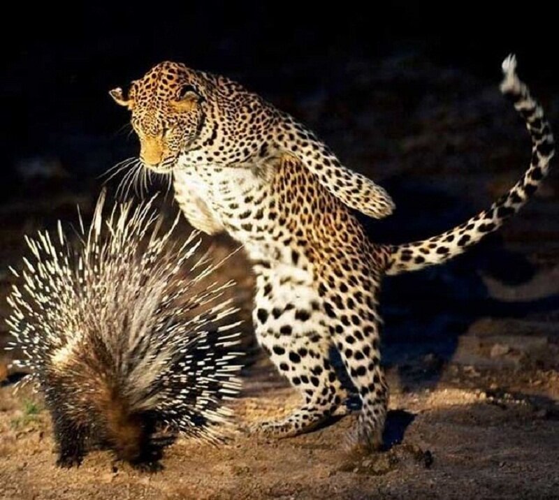 Leopard and Porcupine