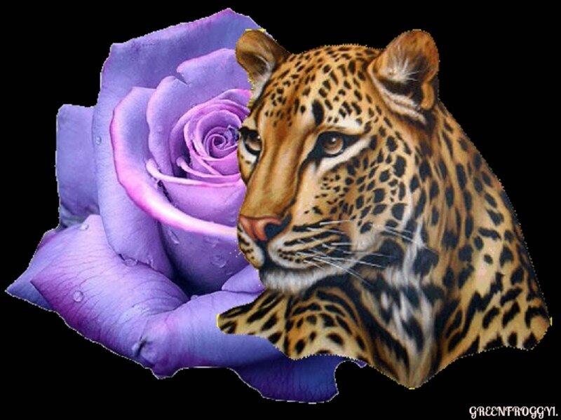 Leopard and Purple Rose