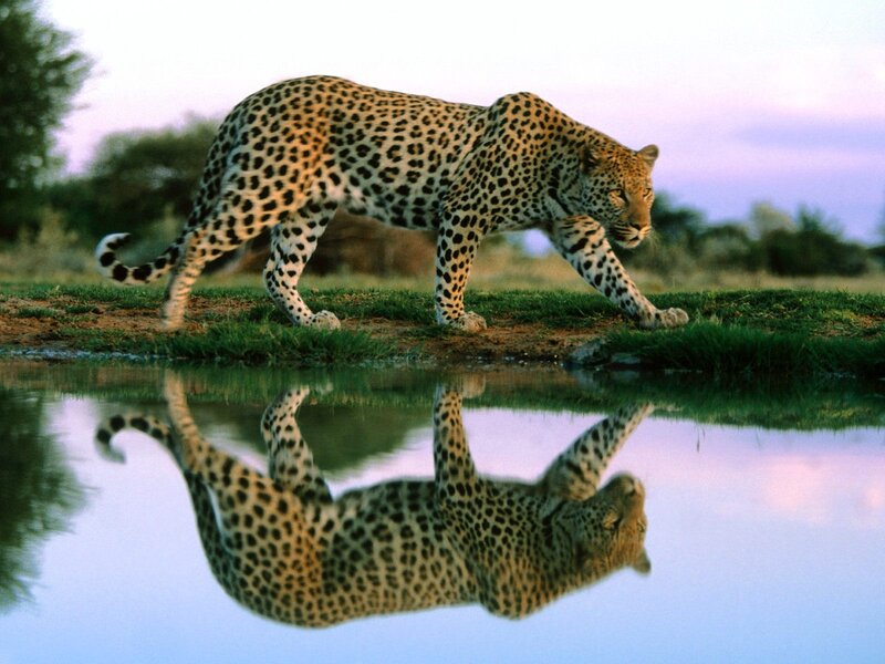 Leopard at a waterhole