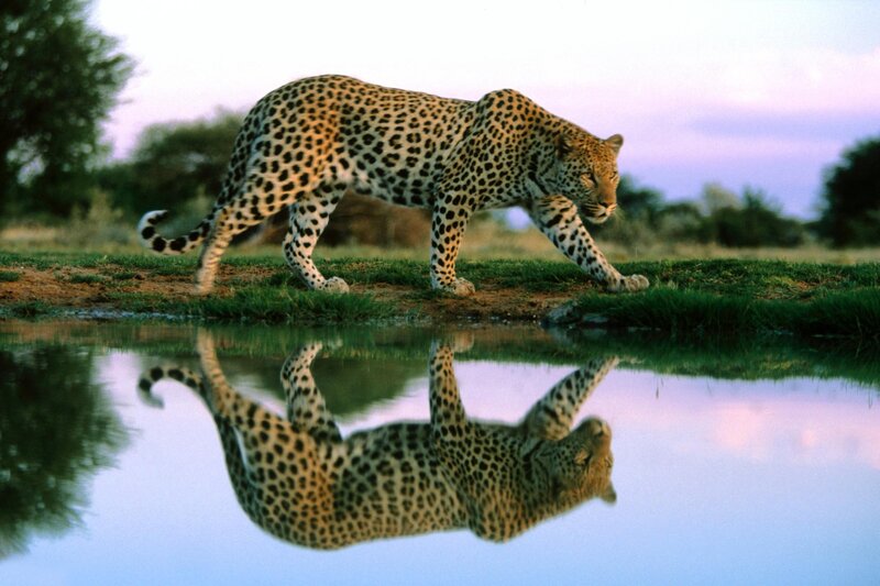 Leopard at a waterhole