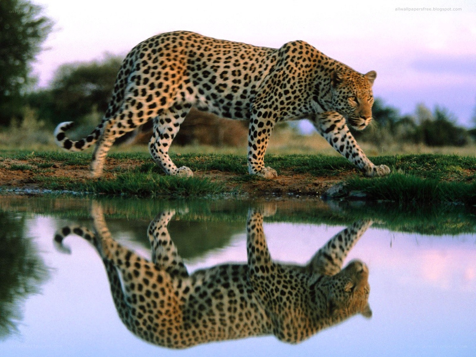 Leopard at a waterhole