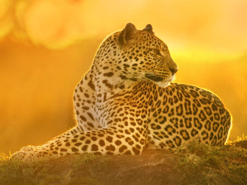 Leopard at sunset
