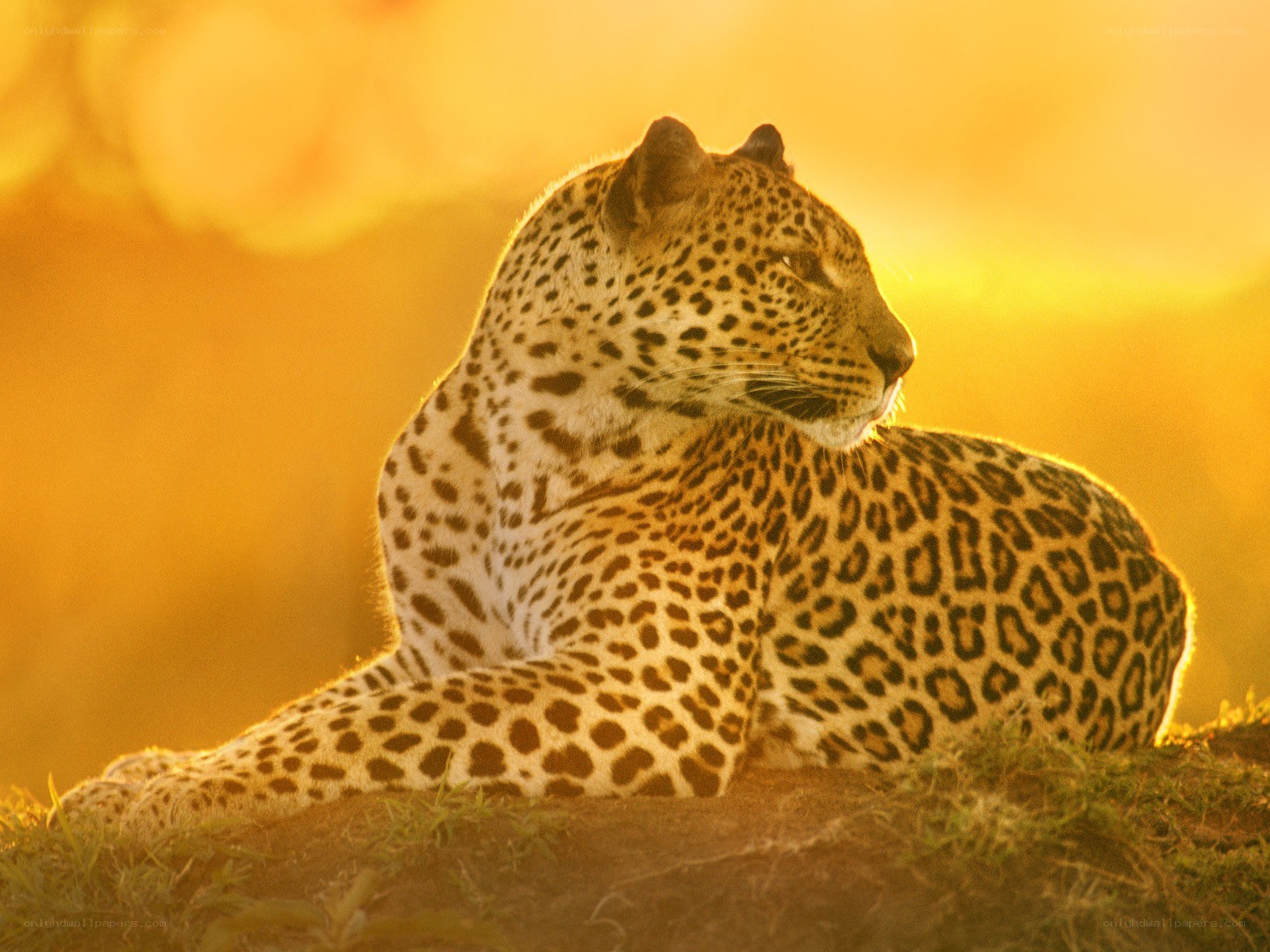 Leopard at sunset