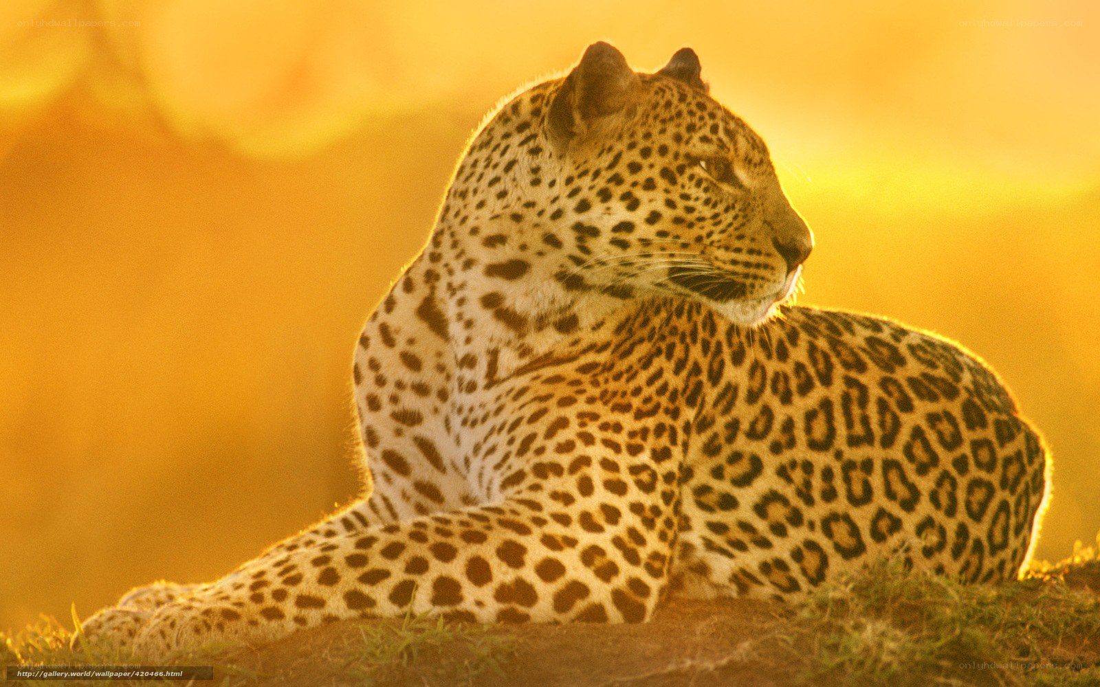 Leopard at sunset