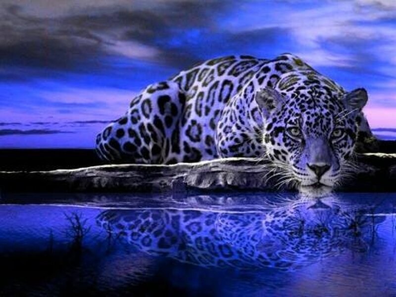 Leopard at Water's Edge — Blue, Dramatic